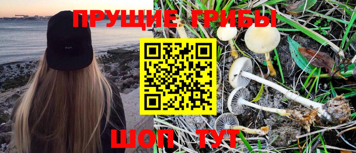 Псилоцибиновые грибы Cubensis Рыбинск
